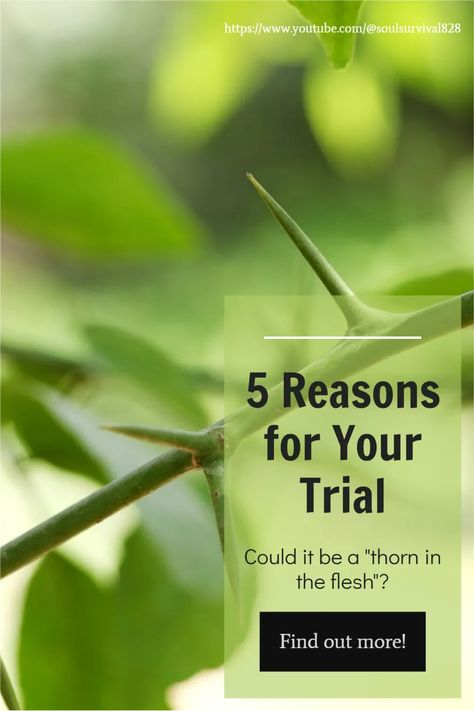 Paul was one of God's most faithful servants. So, why would God allow a trial in his life that was so difficult he called it "a thorn in the flesh"? And Paul is not the only one who has struggled with a trial that could be called a thorn in the flesh. So, why would God allow such a thorn in Paul's life? And why does He allow difficult trials in our lives? #trials #thornintheflesh #soulsurvival Thorn In The Flesh, Handling Emotions, Not The Only One, The Flesh, Walk Out, In The Flesh, Christian Faith, Our Life, One And Only