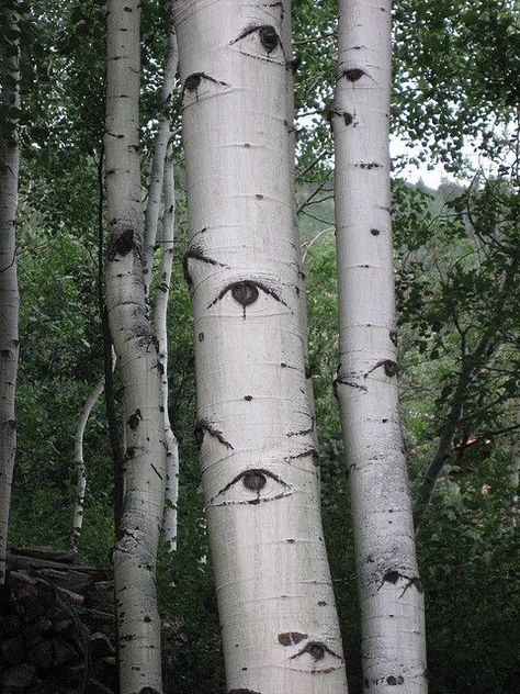 Trees With Eyes, The Raven Cycle, Raven Cycle, Green Eye, Aspen Trees, Nature Life, Arte Inspo, The Raven, Land Art