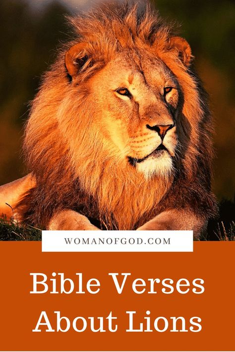 Bible Verses About Lions via @awomanofgod Quotes About Lions, Lion Bible Verse, Sheep Quote, Lion Pics, Lion Quote, Lion Symbolism, Bible Quote Wall Art, Bible Tattoos, Cute Bible Verses