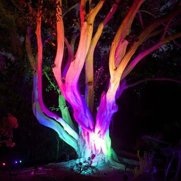 Led Colors, Green Laser, Garden Art Projects, Laser Lights, Garden Features, Garden Art Diy, Tree Lighting, Holiday Lights, Landscape Lighting