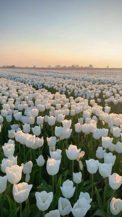 White tulip bouquet