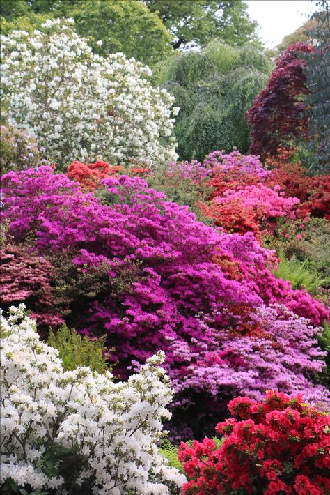 Azalea Wallpaper, Azaleas Landscaping, Steep Gardens, Azalea Garden, Azaleas Garden, Azalea Flower, Best Wallpaper Hd, Floral Wallpapers, Hillside Landscaping