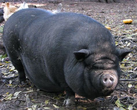 Dali the Pot Belly Pig Teacup Piggies, Potbelly Pigs, Pot Belly Pig, Pig Breeds, Big Pigs, Fat Pig, Tender Loving Care, Black Pig, Pot Belly Pigs