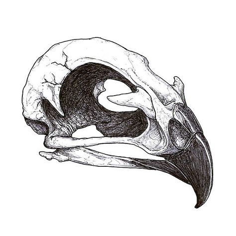 Hawk Skull Tattoo Design - Black and gray hawk skull drawing. Creative design for men. Hawk Skull, Animal Skull Drawing, Tattoo Crane, Tier Tattoo, Wolf Skull, Buddha Tattoos, Kunst Tattoos, Animal Skeletons, Skulls Drawing