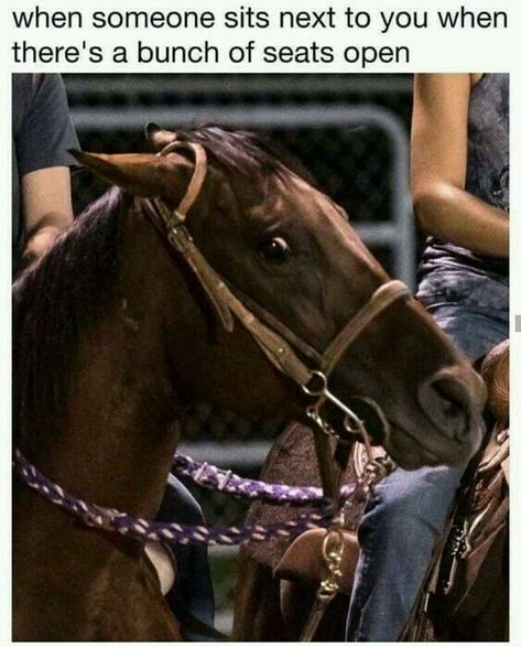 500+ Introvert Memes | ✍ - 236-240 - Wattpad Equestrian Memes, Horse Memes, Tim Riggins, Funny Horse Pictures, Horse Jokes, Funny Horses, Funny Horse, Morning Humor, Funny Animal Memes