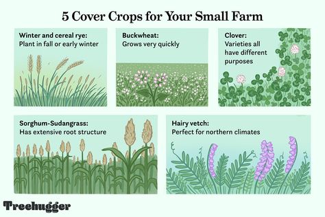 Cover crops can build soil fertility, improve soil structure, and suppress weeds. Here are ten of the best for small-scale farmers. White Dutch Clover, Npk Fertilizer, Sustainable Homestead, Nitrogen Fixation, Crop Farming, Cover Crops, Farm Layout, Grasses Garden, Home Vegetable Garden