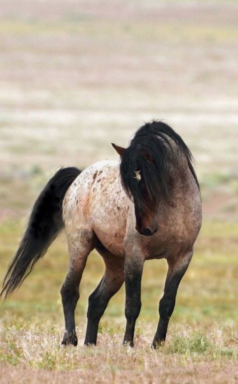 Beautiful Mustang beautiful horses Mustang Horse, Wild Mustangs, Appaloosa Horses, Most Beautiful Animals, Cute Horses, Appaloosa, Horse Photos, Horse Coloring, Pretty Horses