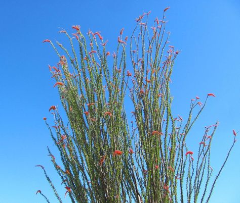 10 ocotillo facts that will make you love this desert plant even more | tucson life | tucson.com Ocotillo Cactus, Ocotillo Plant, Arizona Plants, Happy Cactus, Arizona Garden, Superstition Mountains, Living Fence, Cactus Blossoms, Weird Plants