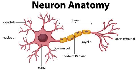 Neuron Anatomy, Neuron Diagram, Nervous System Diagram, Nervous System Anatomy, Cell Diagram, Sistem Saraf, White Matter, Brain Anatomy, Teaching Biology