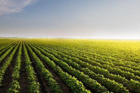 Agriculture Wallpaper Hd, Agriculture Background Design, Farming Background, Agriculture Background, Agriculture Photography, Agriculture Design, Notebook Wallpaper, Field At Sunset, Crop Field