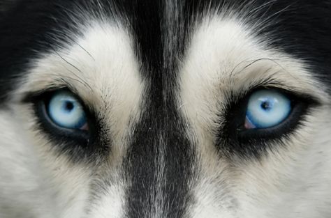 Husky Eyes, Regard Animal, Wolf Eyes, Different Colored Eyes, Eye Close Up, A Husky, Color Blind, Dog Eyes, Older Dogs