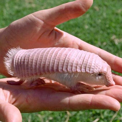 Strange Animals Real, Weird Animals That Exist, Deformed Animals, Cursed Forest, Unusual Animal Friends, Fairy Armadillo, Unknown Animals, Amazon Animals, Unusual Animal Friendships