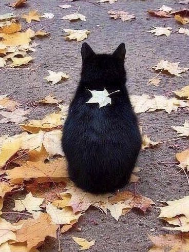 Cat Photography Ideas, Owning A Cat, Charles Darwin, A Black Cat, Cat Photography, London Life, Autumn Aesthetic, Silly Cats, Fall Aesthetic