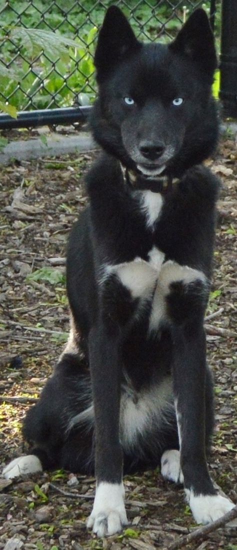 This is Thor. He's a mostly black Siberian Husky with beautiful blue eyes Siberian Husky Blue Eyes, Husky Tattoo Design, Black Siberian Husky, Wolfdog Hybrid, Siberian Husky Funny, Husky Tattoo, Black Husky, Husky With Blue Eyes, White Siberian Husky