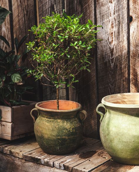 Terracotta planters, crafted from clay and baked to perfection, offer a timeless and natural touch to your gardening endeavors. 🪴⁠ ⁠ With their earthy tones and porous texture, they provide excellent breathability and drainage for plants, ensuring their roots stay healthy and happy. Whether displayed on a patio, balcony, or in a lush garden, terracotta planters bring a touch of warmth and charm to any space! 🌿 Modern Terra Cotta Pots, Terracotta Garden Pots, Ceramic Functional, Aged Terracotta, Terra Cotta Pots Garden, Terracotta Garden, Garden Inspo, Farmhouse Pottery, Large Flower Pots