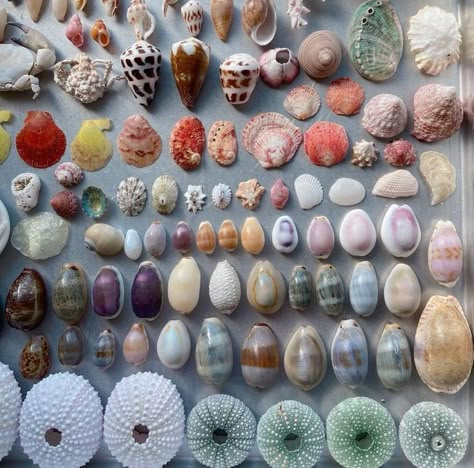 Songcord Ideas, Aesthetic Seashells, Pretty Shells, Seashells Photography, Pretty Ocean, Beach Room Decor, Shells Beach, Real Mermaids, Beach Finds