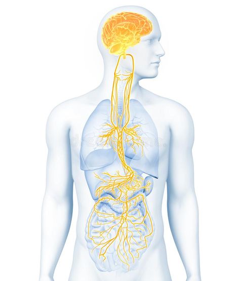 Vagus Nerve Stock Illustrations – 130 Vagus Nerve Stock Illustrations, Vectors & Clipart - Dreamstime Nerves System Anatomy, Vagus Nerve Illustration, Nervous System Illustration, Anatomy Body Parts, Digestive System Anatomy, Nervous System Anatomy, Nervus Vagus, Human Muscle Anatomy, Body Mapping