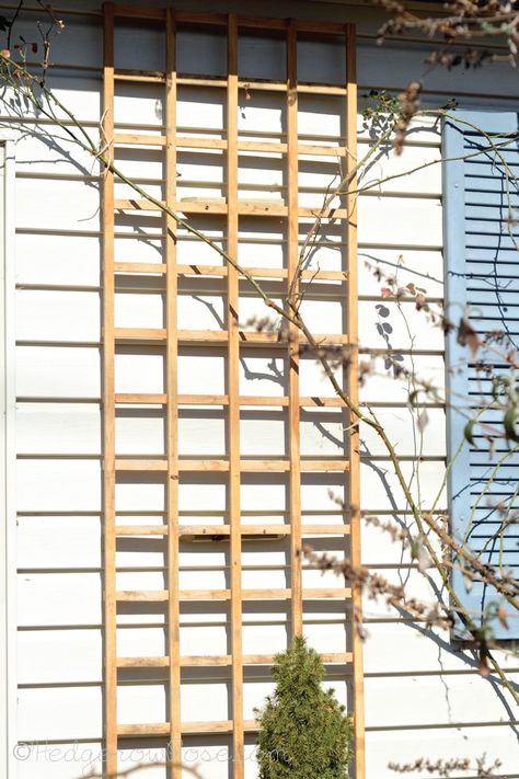 Installing a Trellis for Climbing Roses Onto Your House Trellis Side Of House, Front Yard Roses, Cottage Trellis, Garden Cottage House, House Trellis, Roses Trellis, Climbing Roses Trellis, Simple Trellis, Rose Plant Care