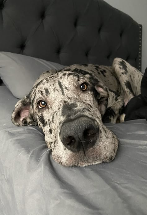 Rocky boy Merle Great Dane Puppy, Grate Danes, Spotted Great Dane, Great Dane Aesthetic, Cute Puppy Names, Dane Puppies, Really Cute Puppies, Great Dane Puppy, Dane Dog