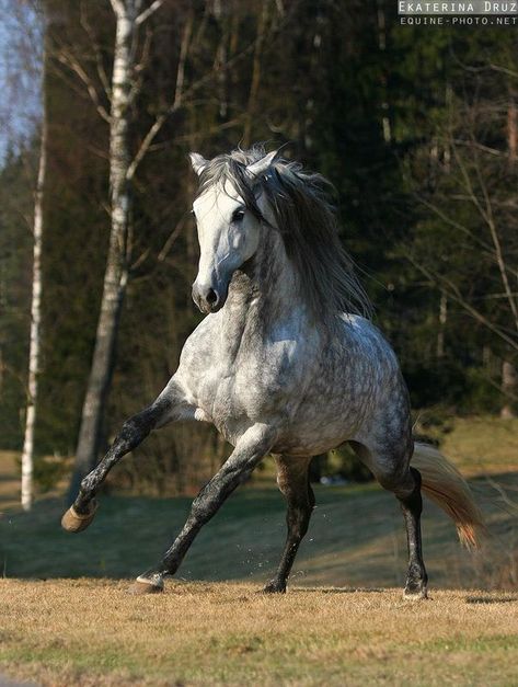 Orlov Trotter, Kathiyawadi Horse, Dapple Grey Horses, Gray Horse, Equestrian Clothes, Grey Horses, Horse Running, Horse Inspiration, Horse Dressage