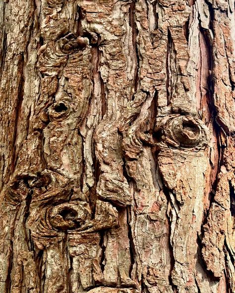 What do you see in this tree bark? #texture #abstract #cedar #knots #treebark #ildegramspt Watercolor Tree Bark, Willow Tree Bark, Tree Texture Art, Bark Drawing, Microhome Competition, Tree Bark Art, Maple Tree Bark, Tree Eyes, Tree Reference