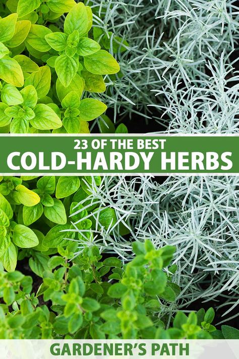 Herbs That Are Perennials, Winter Herb Garden Outdoor, Herbs To Grow In Winter, Winter Herbs Outdoor, Winter Savory Plant, Winter Hardy Plants, Cold Hardy Plants, Cold Hardy Perennials, Winter Plants Outdoor Cold Weather