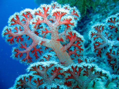 https://flic.kr/p/6V385E | soft coral | Pulau Menjangan, Bali West National Park.  I am pretty sure about the family, maybe someone can identify it a little further? Ocean Plants, Foto Macro, Underwater Plants, Sea Fan, Life Under The Sea, Sea Plants, Ocean Floor, Beautiful Sea Creatures, Underwater Creatures