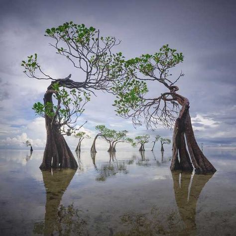 Mangroves at Walakiri Beach, Sumba Island, Indonesia - Imgur Psalm 1 3, Sumba Island, Weird Trees, Amazing Trees, Paradise Found, Unique Trees, Tree Hugger, Turquoise Water, Nature Images