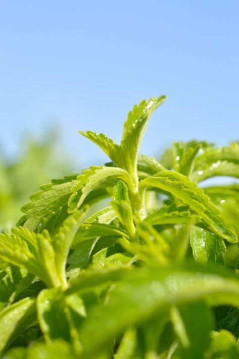 Stevia may be a food to lower blood pressure over the long-term Lower Blood Pressure Diet, Fat Loss Drink, Stomach Fat Burner, Low Glycemic Fruits, Stomach Fat Burning Foods, Banana Diet, Stomach Fat Workout, Stomach Fat Loss, High Blood Pressure Remedies