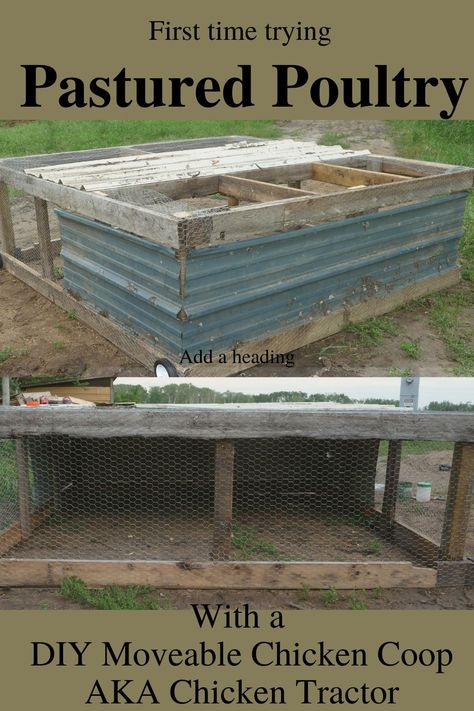 Moveable Chicken Coop, Pastured Poultry, Horses Foals, Broiler Chicken, Chicken Tractors, Chicken Tractor, Horses Riding, Soil Health, The Homestead