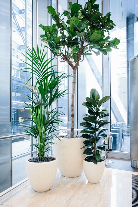 In the ever-changing world of workplace design, the term biophilia has, in recent years, become synonymous with the wellbeing of employees and customers alike. But why exactly are plants so good for you (and your office)? Though it’s easy to assume that they merely add a splash of green, in reality they do so much more. Click the link below for five of the key benefits that healthy plants can bring to your workspace. Green Conference Room Design, Green Office Space Design, Office Design With Plants, Office Decor Greenery, Indoor Office Plants Workspaces, Greenery Office Decor, Plants In Office Space, Wellness Room Workplace, Office Plants Ideas