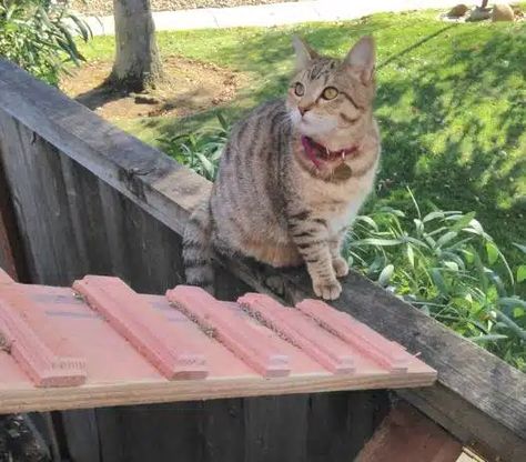 5 DIY Cat Stairs and Ramps (With Pictures) - Catster Diy Cat Stairs, Ramps And Stairs, Cat Ramp, Cat Projects, Cat Stairs, Cat Needs, Cat Steps, Pet Stairs, Old Cats