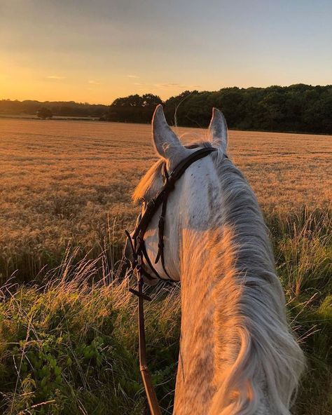 Freedom Vibes, Kirby Pics, Funny Farm Animals, Horses Aesthetic, Tennessee Walker, Cute Horse Pictures, Country Vibes, Horse Pics, Western Life