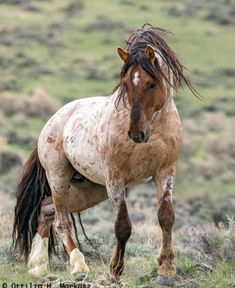 Wild Mustang Horses, Nokota Horse, Cream Horse, Roan Horse, Mustang Horses, Random Animals, Wild Horse Pictures, Heavenly Creatures, Wild Horses Mustangs