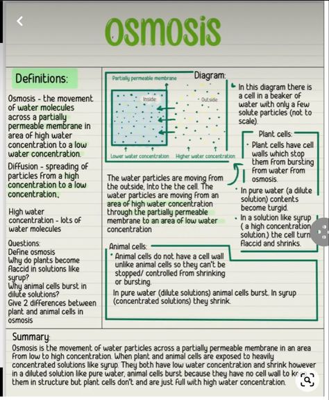 Study Guide Biology, Osmosis Revision Notes, Biology Notes Osmosis, Biology Flashcards Gcse, Biology Osmosis Notes, Osmosis Notes Biology, Gcse Science Notes, Osmosis And Diffusion Notes, How To Revise For Science