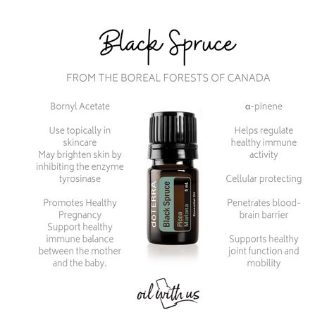 Black Spruce Essential Oil : From the Boreal Forests of Canada Fir Essential Oil, Doterra Black Spruce, Doterra Siberian Fir Diffuser Blends, Lightening Dark Spots, Balsam Fir Diffuser Blends Doterra, Black Spruce Essential Oil, Spruce Essential Oil, Oil Substitute, Terra Essential Oils