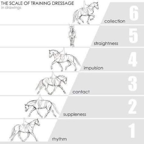 Dressage Exercises, Horse Training Exercises, Riding Exercises, Dressage Training, Horse Exercises, Horse Riding Tips, Horse Info, Riding Tips, Horse Training Tips