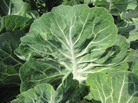 A collard relative from Portugal goes mainstream Types Of Kale, Later Gator, Choy Sum, Savoy Cabbage, Napa Cabbage, Broccoli Cauliflower, Different Fruits, Isagenix, Organic Garden