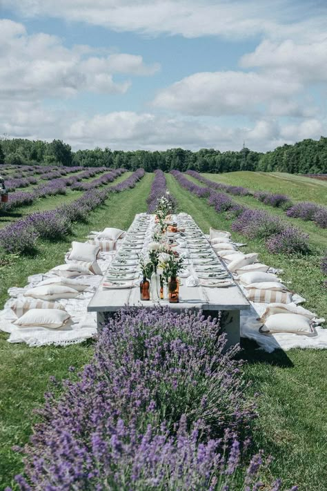 Growing Lavender, Flower Farming, Brunch Table, Lavender Garden, Lavender Field, Lavender Green, Lavender Farm, Lovely Lavender, Farm Ideas