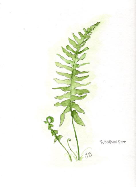 Fern Painting Watercolor, Painting Of Ferns, Watercolour Ferns Leaves, Watercolor Ferns Paintings, Ferns Painting, Fern Leaf Drawing, Ferns Drawing, Fern Artwork, Watercolour Fern