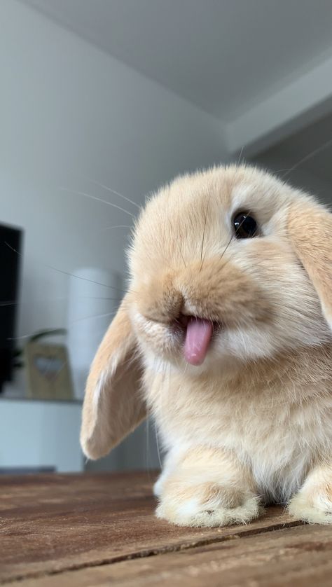 Lion Lop Bunnies, Miniature Lop Bunny, Pet Bunny Aesthetic, Mini Lop Bunny, Small Bunnies, Holland Lop Bunny, Mini Lop Bunnies, Lionhead Bunny, Holland Lop Bunnies