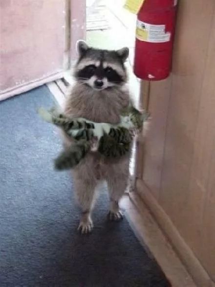 Trash Pandas, Pet Raccoon, Cute Raccoon, Raccoon Funny, Trash Panda, Silly Animals, Racoon, Funny Animal Pictures, Cute Little Animals