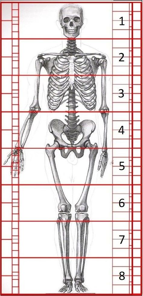 Anatomy Drawing Skeleton, Skeleton Art Drawing, Drawing Human Anatomy, Body Proportion Drawing, Drawing Skeleton, Human Body Proportions, Skeleton Sketch, Learn To Draw People, Drawing Body Proportions