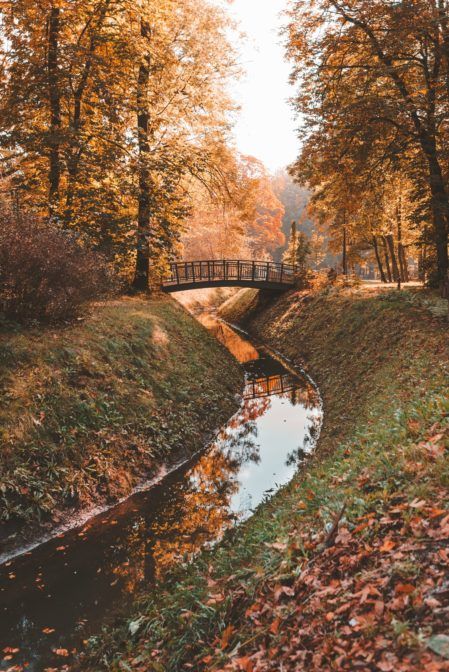 Poland, Bridge, Trees, Forest