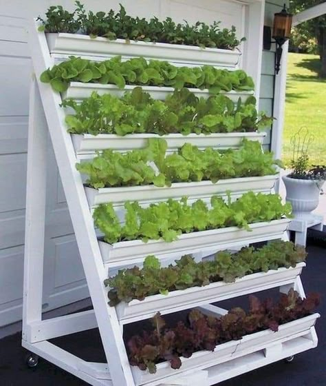 Round Balcony, Diy Vertical Garden, Grow Lettuce, Gutter Garden, Vertical Garden Indoor, Vertical Garden Design, Growing Lettuce, Small Vegetable Gardens, Vertical Garden Diy