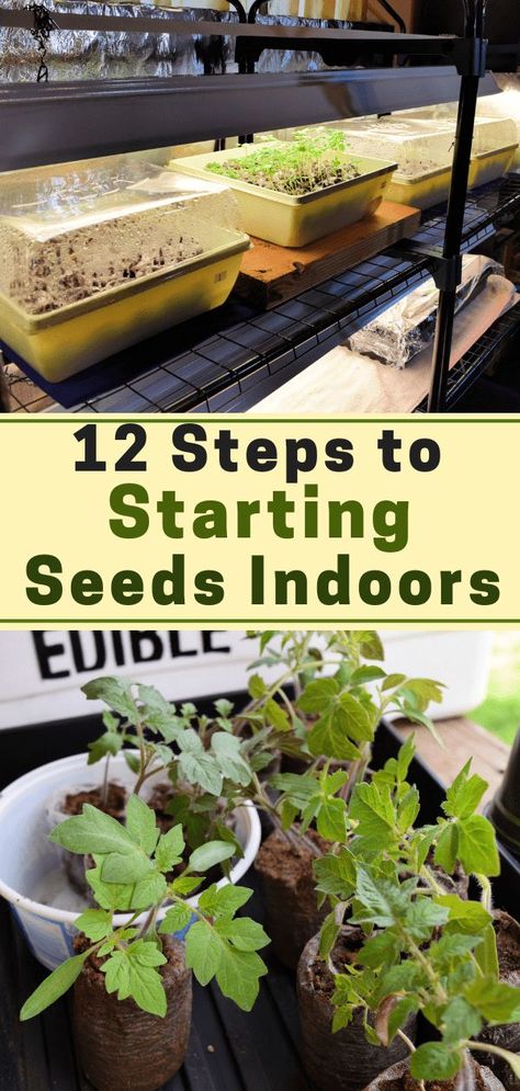 Growing Station, When To Start Seeds, Start Seeds Indoors, Seedlings Indoors, Starting Seeds, Aesthetic Header, Starting Seeds Indoors, Diy Gardening, Home Vegetable Garden