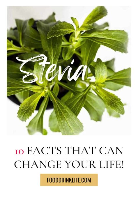 Step into the world of Stevia with our comprehensive guide. Explore its benefits, from being a calorie-free sweetener to its easy cultivation in your garden. Stevia Benefits, Growing Stevia, Cool Facts, Best Alcohol, Stevia Plant, Plant Benefits, Stevia Extract, Sugar Intake, Blood Glucose Levels