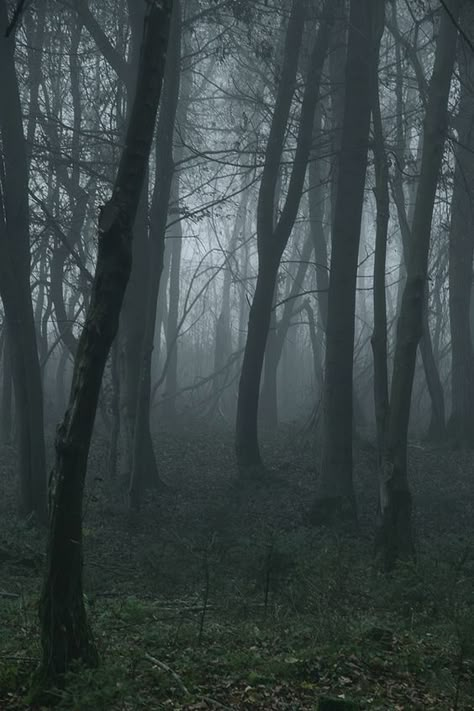 Scary Woods, Creepy Woods, Dead Forest, Dark Weather, Dark Naturalism, Dark Forest Aesthetic, Dark Landscape, Forest Aesthetic, Dark Nature