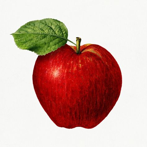 Vintage apple illustration. Digitally enhanced illustration from U.S. Department of Agriculture Pomological Watercolor Collection. Rare and Special Collections, National Agricultural Library. | free image by rawpixel.com Apple Tattoos, Apple Png, Apple Illustration, Desain Editorial, Free Illustration Images, Restaurant Photography, Web Design Resources, Watercolor Fruit, Vintage Apple