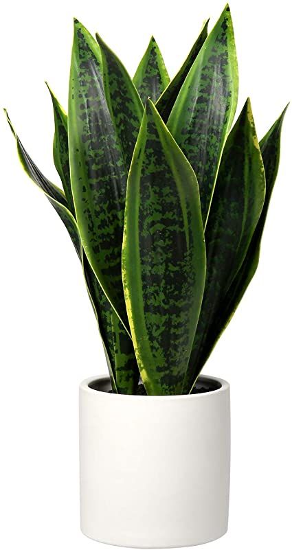 Indoor Plants Wallpaper, Succulent Pillows, Luxury Single Sofa, Indoor Green Plants, Fake House Plants, Fake Potted Plants, Sansevieria Plant, Fake Plants Decor, Philodendron Plant